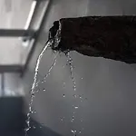 سكن فيرا وايت فيلة *